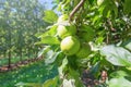 Green Ripe ApplesÂ in Orchard,Â Apple Trees Royalty Free Stock Photo